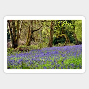 Bluebell Woods Basildon Park Berkshire UK Sticker